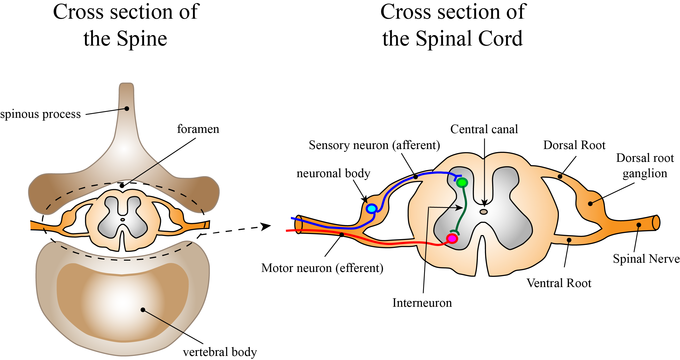 the posterior horns of the spinal cord contain
